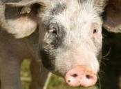 images centaines cochons liberté après accident route l'abattoir