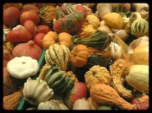 Des lézards chevauchent des fourmis