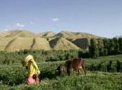 Afghanistan lait pour contrer pavot