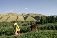Afghanistan : le lait pour contrer le pavot