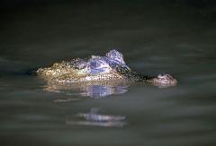Speckled-CaimenF1.jpg