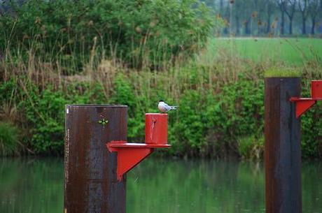 Promenade en bord de Marne avec nos amis de la LPO Sterne Pierregarin sur Marne