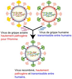 http://media.paperblog.fr/i/186/1866492/sras-grippe-aviaire-grippe-porcine-extreme-da-L-2.jpeg