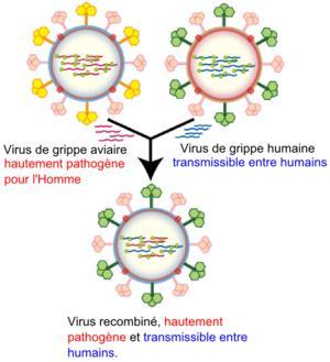 recombinaison-virus-grippe.1240986942.png