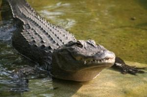 Alligator (illustration)