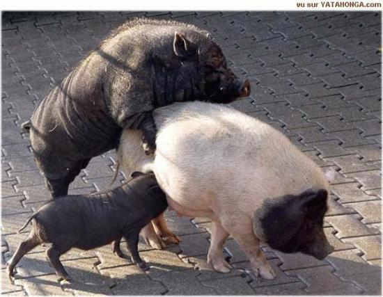 Débat cochon sur la grippe porcine