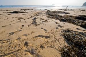 Plage (illustration)