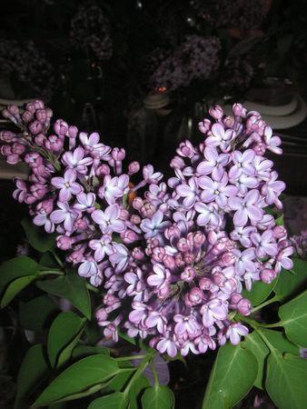 table_lilas_063