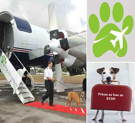 Pet Airways fait voyager vos animaux de compagnie