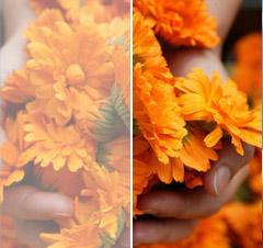 Institut Hauschka dans le 11e arrondissement