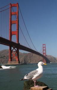 Le majestueux Golden Gate de San Francisco