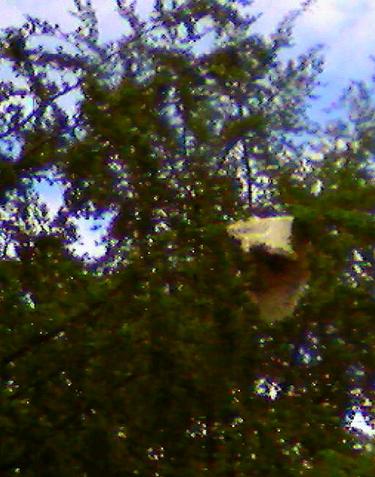 La peau de mouton sur un arbre perchי