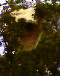 La peau de mouton sur un arbre perchי