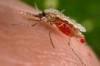 Paludisme versus Sida sur Google News Archive Search