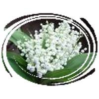 Muguet2