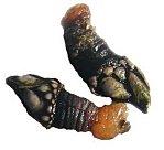 Une Echappée à l'Ile d'Yeu...