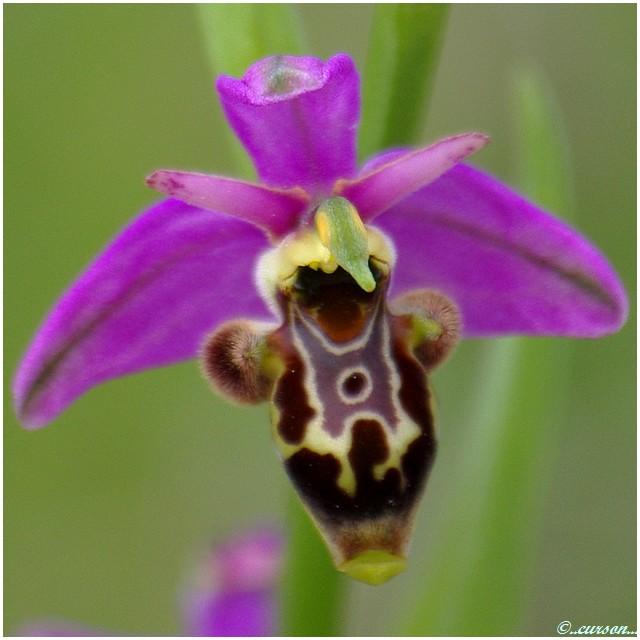 OphrysBécasse2