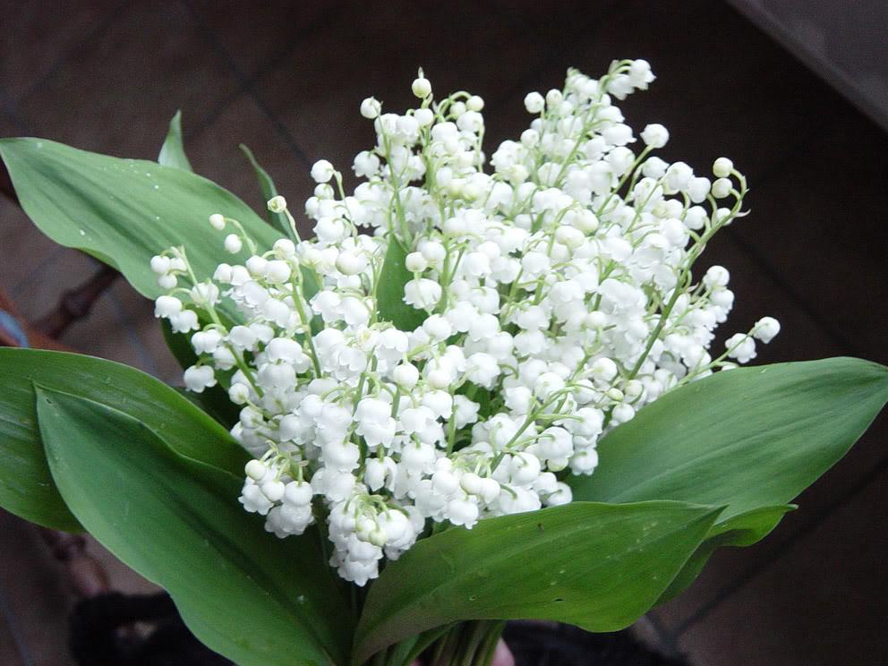 muguet2 Pictures, Images and Photos