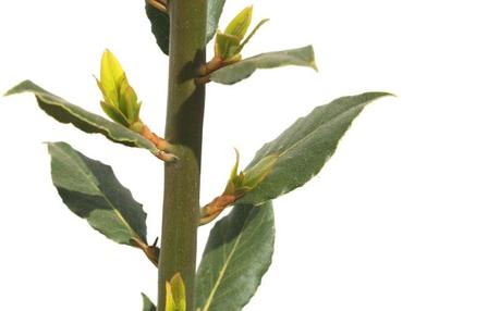 Bay leaves laurier louro