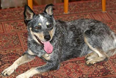 Chienne héroïque survie au naufrage