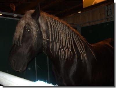 Il était une fois le cheval