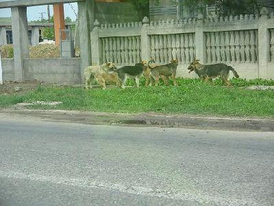 Phénomène de bande