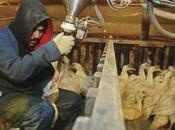 millions canards épargnés pour foie gras 2009....