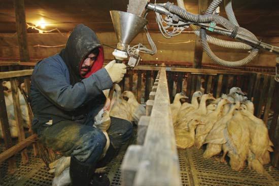 4 millions de canards épargnés pour le foie gras en 2009....