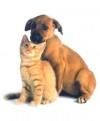 Chien et chat