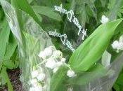 Achetez muguet apres