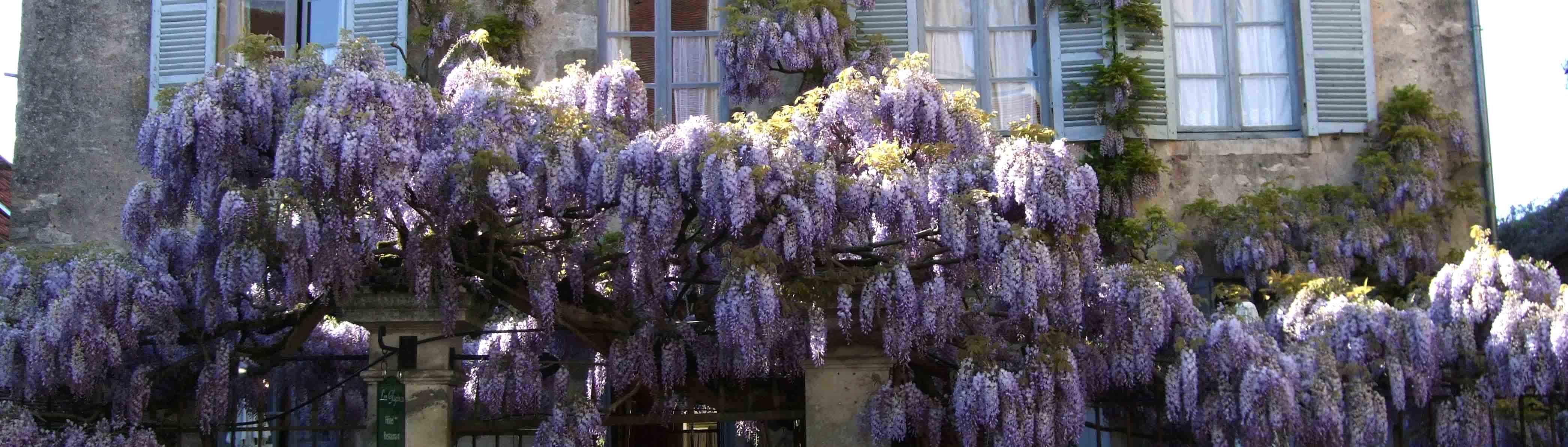 glycine5.1241292835.jpg