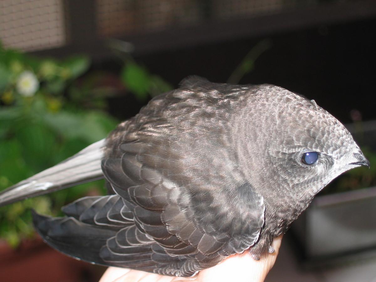 Les arbalétriers sont de retour!