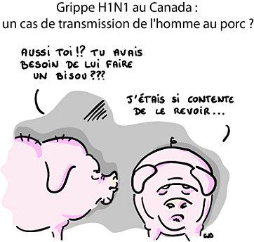 Grippe H1N1 au Canada : un cas de transmission de l'homme au porc ?