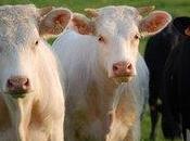 L'histoire iconographique l'assocation