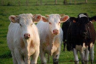 L'histoire iconographique de l'assocation