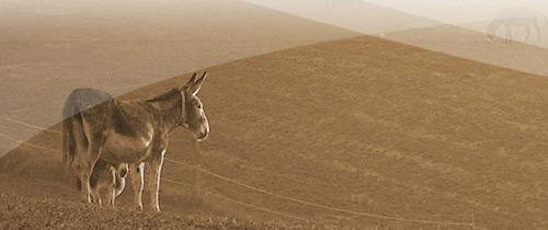 Câlinesse: toutes des Cléopâtre!