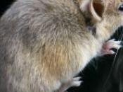 souris envahissent maison retraite mordent patients