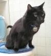 Chat aux toilettes
