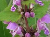 Petites orchidées contrées