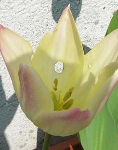 tulipe2
