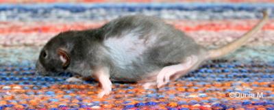Raton mâle rex dumbo de 35 jours qui mue