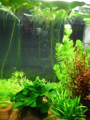 Aquarium Nano : les plantes poussent à vue d'oeil !