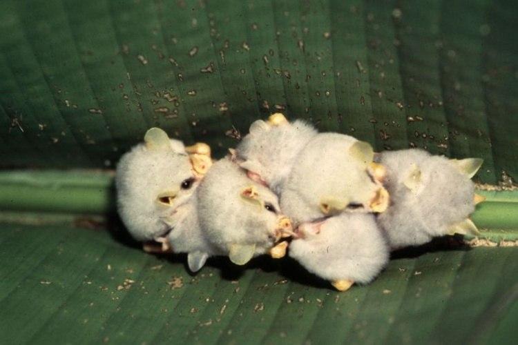 Chauves Souris Blanches A Decouvrir Chauves Souris Blanches A Decouvrir