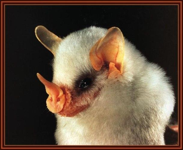 Chauves-souris blanches