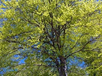 La Chaux-de-Fonds: printemps mai 2009