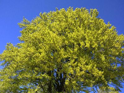 La Chaux-de-Fonds: printemps mai 2009