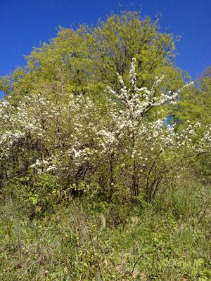 La Chaux-de-Fonds: printemps mai 2009