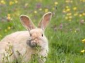 plus grand lapin monde meurt trac juste avant show télévisé