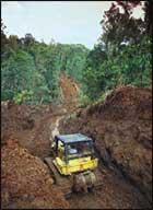 Aux arbres citoyens : les enjeux économiques empêchent de lutter efficacement contre la déforestation illégale