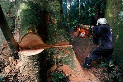 Aux arbres citoyens : les enjeux économiques empêchent de lutter efficacement contre la déforestation illégale